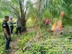 Tanggapi Laporan Masyarakat, Polsek Marbau Selidiki dan Amankan Lokasi Peredaran Narkoba di Desa Belungkut