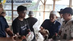 Rutan Tanjung Pura Sukses Laksanakan Panen Ayam Kampung dari Lahan Ketapang