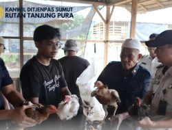 Rutan Tanjung Pura Sukses Laksanakan Panen Ayam Kampung dari Lahan Ketapang